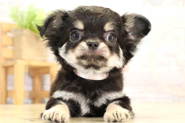 愛知県のチワワ(ロング) (Coo&RIKU名古屋みなと店/2026年1月2日生まれ/女の子/ブラッククリーム)の子犬の1枚目の画像