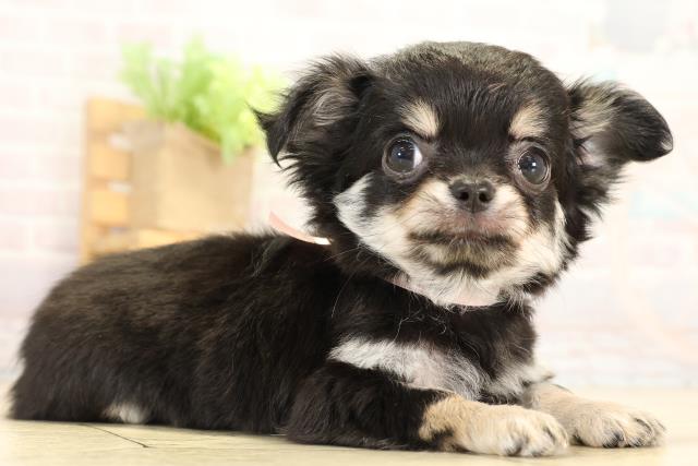 愛知県のチワワ(ロング) (Coo&RIKU名古屋みなと店/2026年1月2日生まれ/女の子/ブラッククリーム)の子犬の2枚目の画像