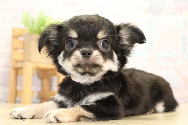 愛知県のチワワ(ロング) (Coo&RIKU名古屋みなと店/2026年1月2日生まれ/女の子/ブラッククリーム)の子犬の3枚目の画像