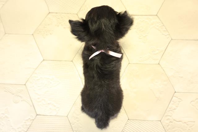 愛知県のチワワ(ロング) (Coo&RIKU名古屋みなと店/2026年1月2日生まれ/女の子/ブラッククリーム)の子犬の4枚目の画像