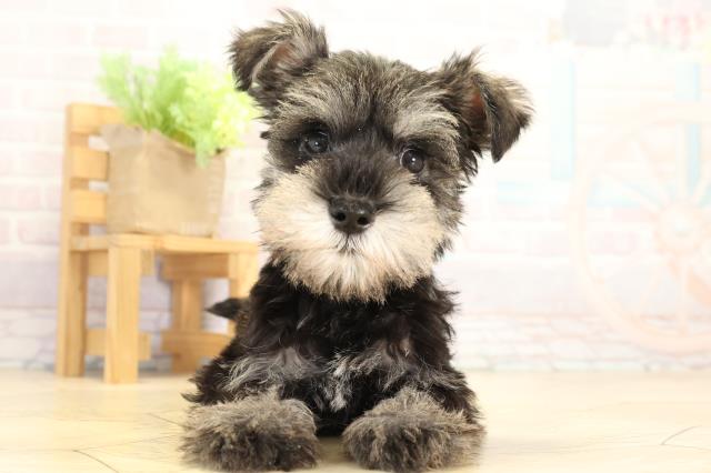 静岡県のミニチュアシュナウザー (Coo&RIKU富士店/2025年12月31日生まれ/男の子/ソルトペッパー)の子犬の1枚目の画像