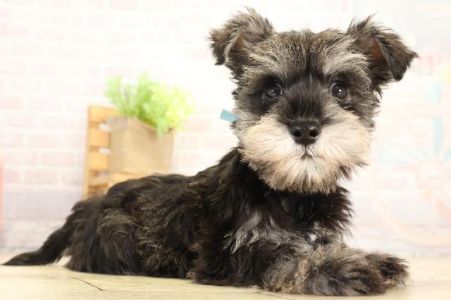 静岡県のミニチュアシュナウザー (Coo&RIKU富士店/2025年12月31日生まれ/男の子/ソルトペッパー)の子犬の2枚目の画像