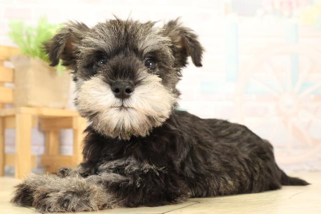 静岡県のミニチュアシュナウザー (Coo&RIKU富士店/2025年12月31日生まれ/男の子/ソルトペッパー)の子犬の3枚目の画像