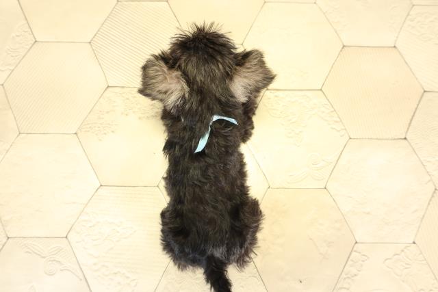 静岡県のミニチュアシュナウザー (Coo&RIKU富士店/2025年12月31日生まれ/男の子/ソルトペッパー)の子犬の4枚目の画像