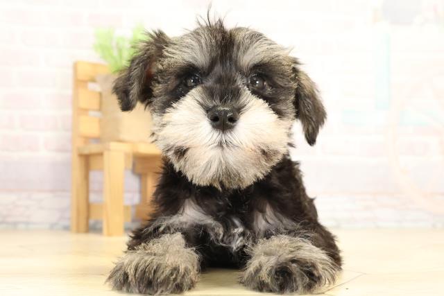 愛知県のミニチュアシュナウザー (Coo&RIKU東海一宮店/2025年12月31日生まれ/男の子/ソルトペッパー)の子犬の1枚目の画像