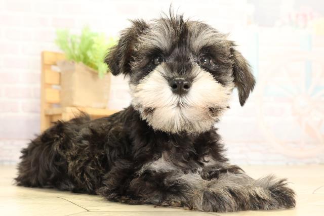愛知県のミニチュアシュナウザー (Coo&RIKU東海一宮店/2025年12月31日生まれ/男の子/ソルトペッパー)の子犬の2枚目の画像