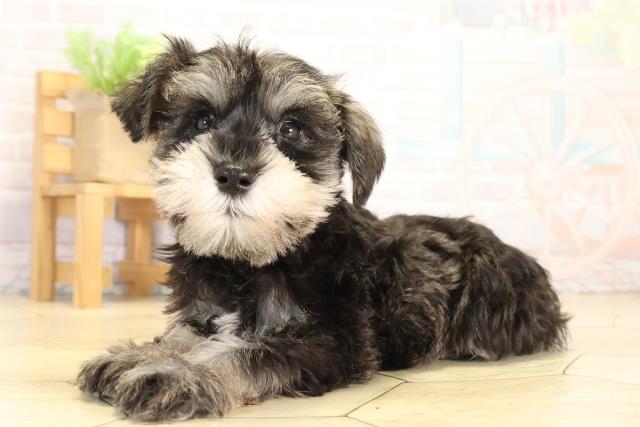 愛知県のミニチュアシュナウザー (Coo&RIKU東海一宮店/2025年12月31日生まれ/男の子/ソルトペッパー)の子犬の3枚目の画像