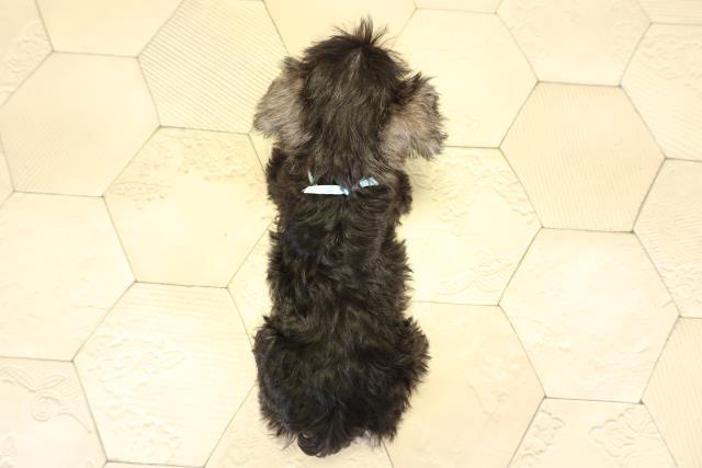 愛知県のミニチュアシュナウザー (Coo&RIKU東海一宮店/2025年12月31日生まれ/男の子/ソルトペッパー)の子犬の4枚目の画像