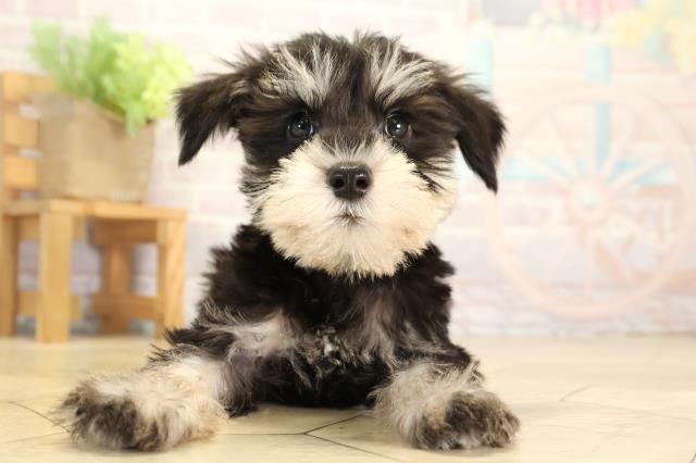 愛知県のミニチュアシュナウザー (Coo&RIKU名古屋中川店/2025年12月31日生まれ/男の子/ブラックシルバー)の子犬の1枚目の画像