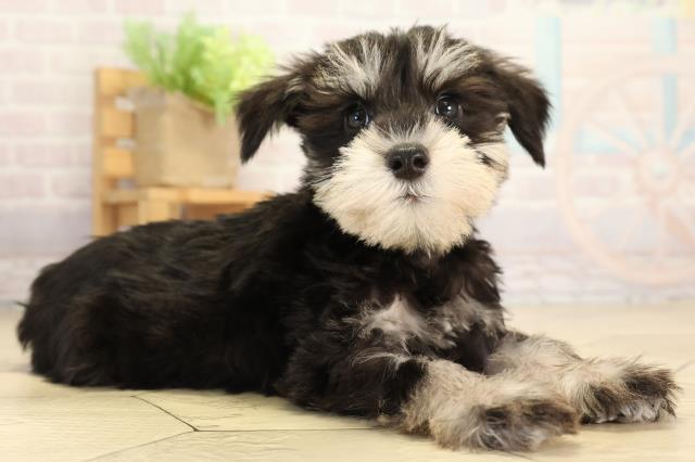 愛知県のミニチュアシュナウザー (Coo&RIKU名古屋中川店/2025年12月31日生まれ/男の子/ブラックシルバー)の子犬の2枚目の画像