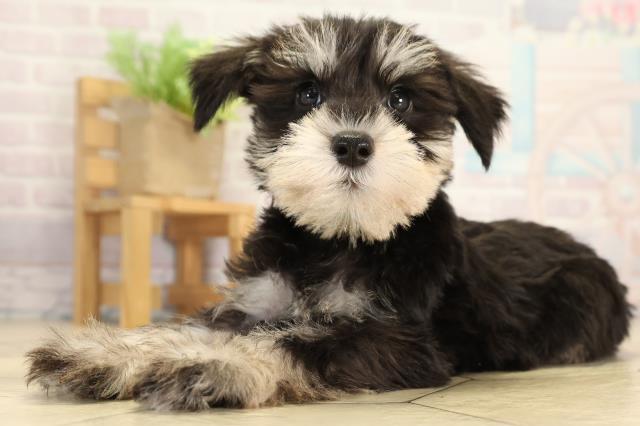 愛知県のミニチュアシュナウザー (Coo&RIKU名古屋中川店/2025年12月31日生まれ/男の子/ブラックシルバー)の子犬の3枚目の画像