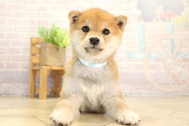 静岡県の豆柴 (Coo&RIKU掛川店/2026年1月1日生まれ/男の子/赤)の子犬