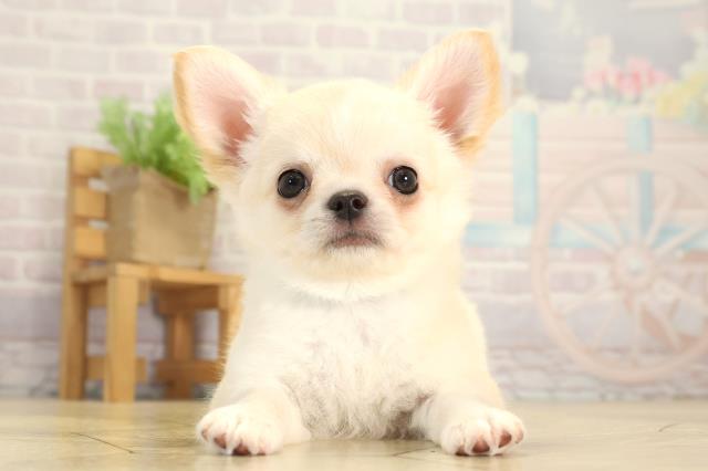 愛知県のチワワ(ロング) (Coo&RIKU東海一宮店/2026年1月1日生まれ/男の子/ゴールド)の子犬の1枚目の画像