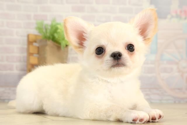 愛知県のチワワ(ロング) (Coo&RIKU東海一宮店/2026年1月1日生まれ/男の子/ゴールド)の子犬の2枚目の画像