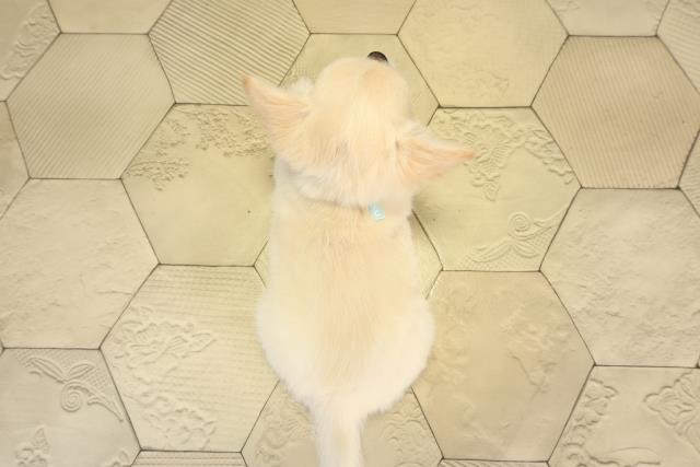 愛知県のチワワ(ロング) (Coo&RIKU東海一宮店/2026年1月1日生まれ/男の子/ゴールド)の子犬の4枚目の画像