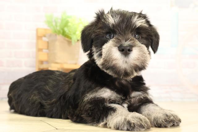 静岡県のミニチュアシュナウザー (Coo&RIKU藤枝店/2026年1月3日生まれ/女の子/ブラックシルバー)の子犬の2枚目の画像