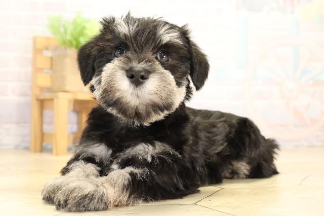 静岡県のミニチュアシュナウザー (Coo&RIKU藤枝店/2026年1月3日生まれ/女の子/ブラックシルバー)の子犬の3枚目の画像