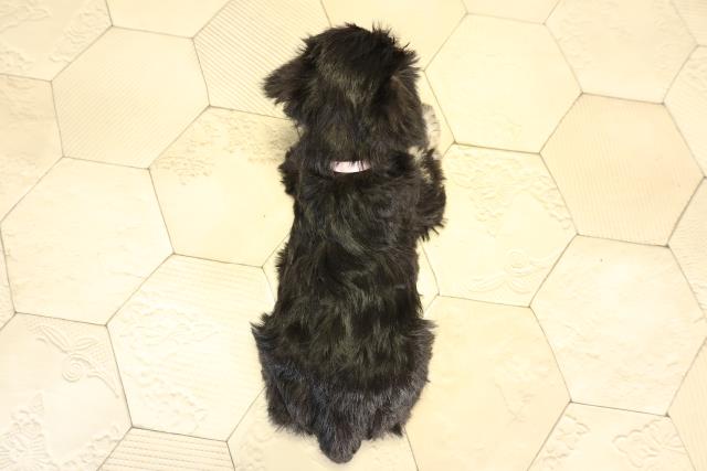 静岡県のミニチュアシュナウザー (Coo&RIKU藤枝店/2026年1月3日生まれ/女の子/ブラックシルバー)の子犬の4枚目の画像