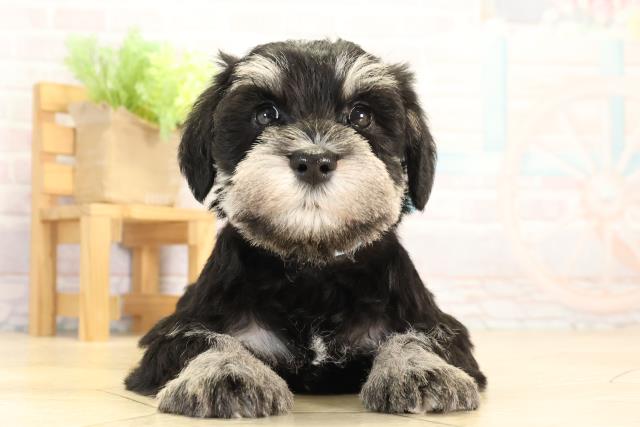 岐阜県のミニチュアシュナウザー (Coo&RIKU岐南店/2026年1月3日生まれ/男の子/ブラックシルバー)の子犬の1枚目の画像