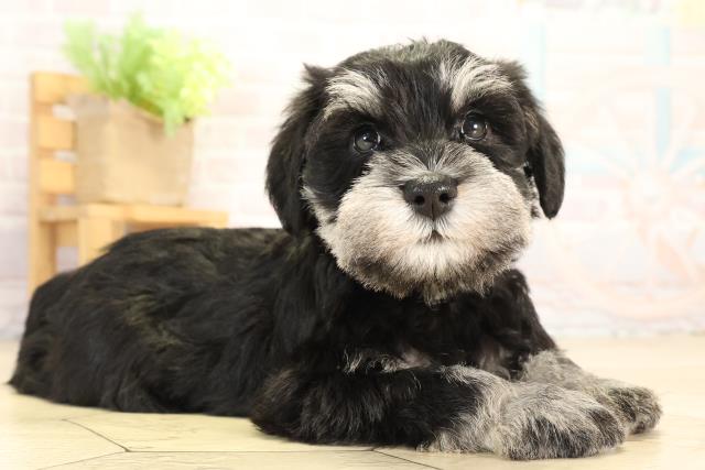 岐阜県のミニチュアシュナウザー (Coo&RIKU岐南店/2026年1月3日生まれ/男の子/ブラックシルバー)の子犬の2枚目の画像