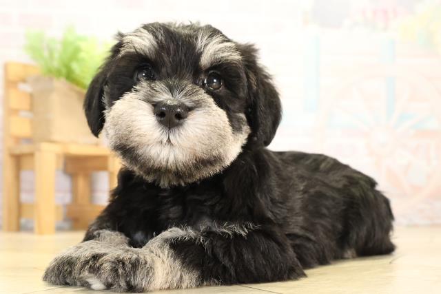 岐阜県のミニチュアシュナウザー (Coo&RIKU岐南店/2026年1月3日生まれ/男の子/ブラックシルバー)の子犬の3枚目の画像