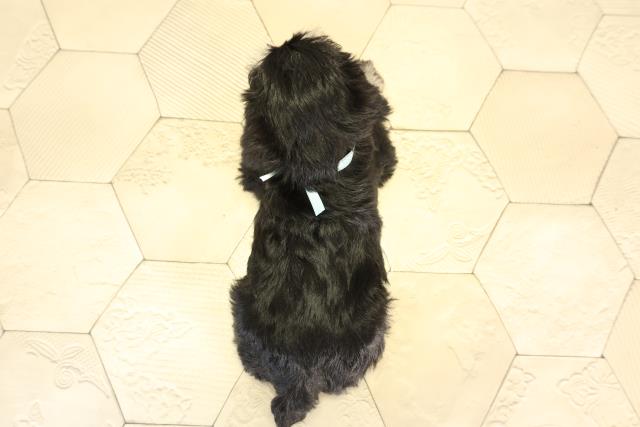 岐阜県のミニチュアシュナウザー (Coo&RIKU岐南店/2026年1月3日生まれ/男の子/ブラックシルバー)の子犬の4枚目の画像