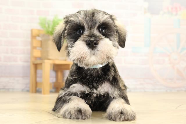 ミニチュア・シュナウザー