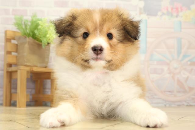 愛知県のシェットランドシープドッグ (Coo&RIKU春日井店/2026年1月4日生まれ/女の子/セーブルホワイト)の子犬の1枚目の画像