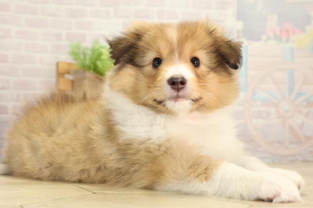 愛知県のシェットランドシープドッグ (Coo&RIKU春日井店/2026年1月4日生まれ/女の子/セーブルホワイト)の子犬の2枚目の画像