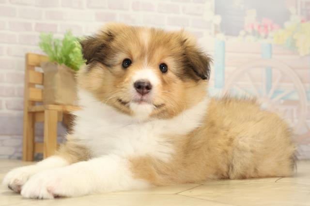 愛知県のシェットランドシープドッグ (Coo&RIKU春日井店/2026年1月4日生まれ/女の子/セーブルホワイト)の子犬の3枚目の画像