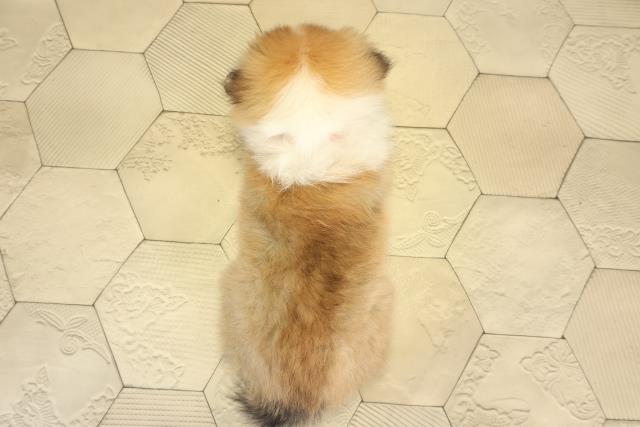 愛知県のシェットランドシープドッグ (Coo&RIKU春日井店/2026年1月4日生まれ/女の子/セーブルホワイト)の子犬の4枚目の画像