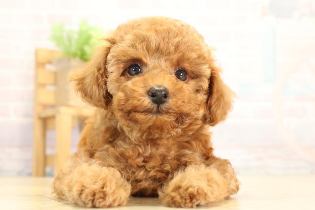 愛知県のトイプードル(トイ) (Coo&RIKU東海一宮店/2026年1月4日生まれ/女の子/レッド)の子犬の1枚目の画像