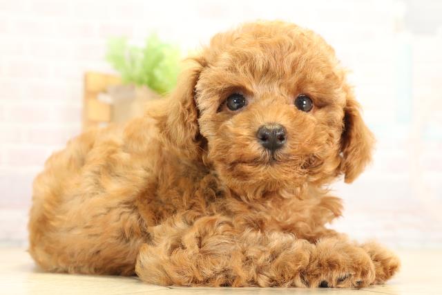 愛知県のトイプードル(トイ) (Coo&RIKU東海一宮店/2026年1月4日生まれ/女の子/レッド)の子犬の2枚目の画像