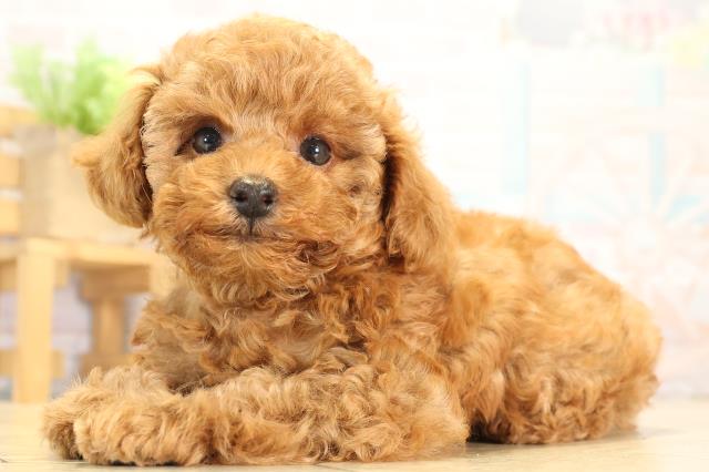 愛知県のトイプードル(トイ) (Coo&RIKU東海一宮店/2026年1月4日生まれ/女の子/レッド)の子犬の3枚目の画像