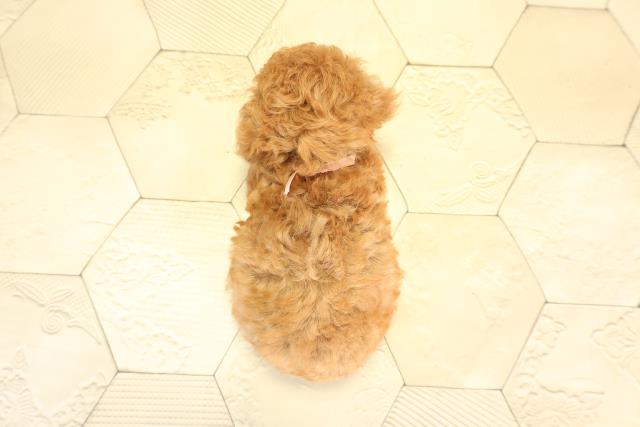 愛知県のトイプードル(トイ) (Coo&RIKU東海一宮店/2026年1月4日生まれ/女の子/レッド)の子犬の4枚目の画像