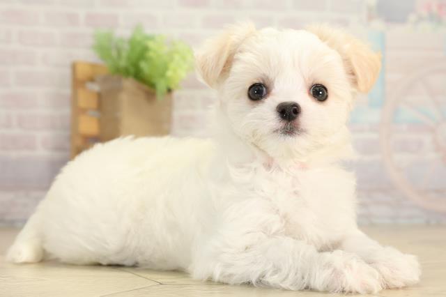 愛知県のチワマル/マルチワ(チワワ×マルチーズ) (Coo&RIKU東海一宮店/2026年1月4日生まれ/女の子/ホワイトクリーム)の子犬の2枚目の画像