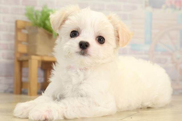 愛知県のチワマル/マルチワ(チワワ×マルチーズ) (Coo&RIKU東海一宮店/2026年1月4日生まれ/女の子/ホワイトクリーム)の子犬の3枚目の画像