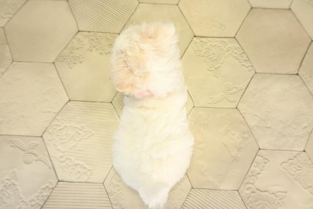 愛知県のチワマル/マルチワ(チワワ×マルチーズ) (Coo&RIKU東海一宮店/2026年1月4日生まれ/女の子/ホワイトクリーム)の子犬の4枚目の画像