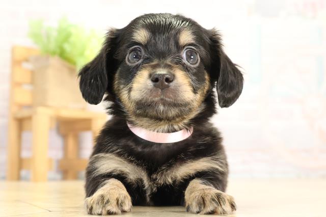 愛知県のチワックス(チワワ×ダックス) (Coo&RIKU名古屋みなと店/2026年1月3日生まれ/女の子/ブラッククリーム)の子犬の1枚目の画像