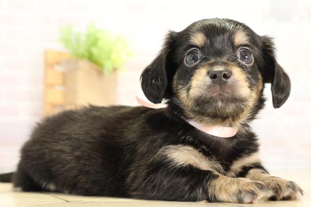 愛知県のチワックス(チワワ×ダックス) (Coo&RIKU名古屋みなと店/2026年1月3日生まれ/女の子/ブラッククリーム)の子犬の2枚目の画像