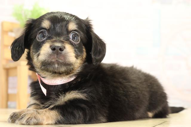 愛知県のチワックス(チワワ×ダックス) (Coo&RIKU名古屋みなと店/2026年1月3日生まれ/女の子/ブラッククリーム)の子犬の3枚目の画像