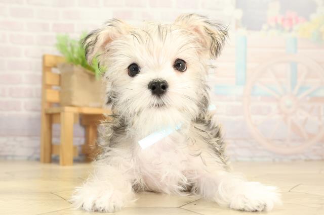 三重県のシュナマル/マルシュナ(シュナウザー×マルチーズ) (Coo&RIKU津高茶屋店/2025年12月24日生まれ/男の子/フォーン)の子犬の1枚目の画像