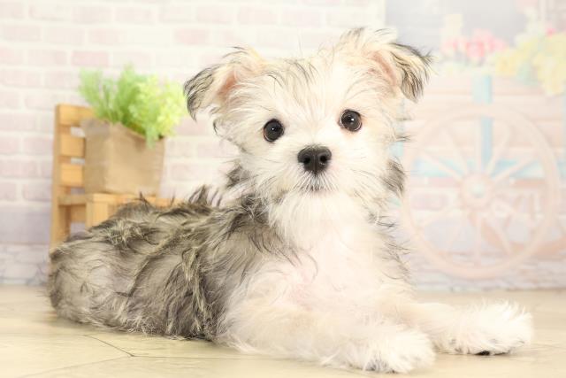 三重県のシュナマル/マルシュナ(シュナウザー×マルチーズ) (Coo&RIKU津高茶屋店/2025年12月24日生まれ/男の子/フォーン)の子犬の2枚目の画像