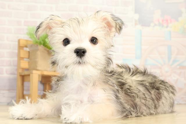 三重県のシュナマル/マルシュナ(シュナウザー×マルチーズ) (Coo&RIKU津高茶屋店/2025年12月24日生まれ/男の子/フォーン)の子犬の3枚目の画像