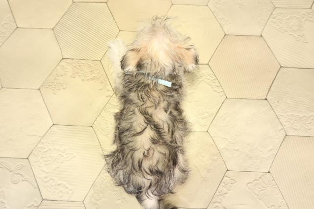 三重県のシュナマル/マルシュナ(シュナウザー×マルチーズ) (Coo&RIKU津高茶屋店/2025年12月24日生まれ/男の子/フォーン)の子犬の4枚目の画像