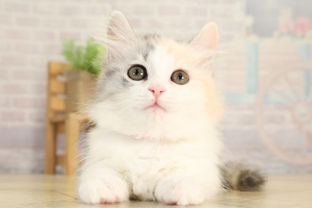 愛知県のマンチカン (Coo&RIKU東海一宮店/2025年12月31日生まれ/女の子/ブルーシルバーパッチドタビーホワイト)の子猫の1枚目の画像