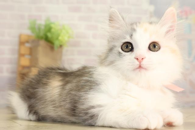 愛知県のマンチカン (Coo&RIKU東海一宮店/2025年12月31日生まれ/女の子/ブルーシルバーパッチドタビーホワイト)の子猫の2枚目の画像