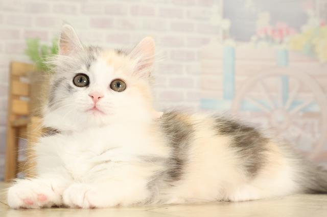 愛知県のマンチカン (Coo&RIKU東海一宮店/2025年12月31日生まれ/女の子/ブルーシルバーパッチドタビーホワイト)の子猫の3枚目の画像