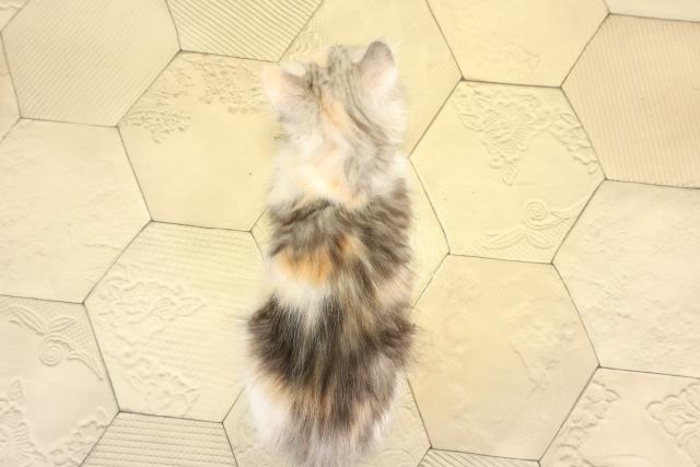 愛知県のマンチカン (Coo&RIKU東海一宮店/2025年12月31日生まれ/女の子/ブルーシルバーパッチドタビーホワイト)の子猫の4枚目の画像