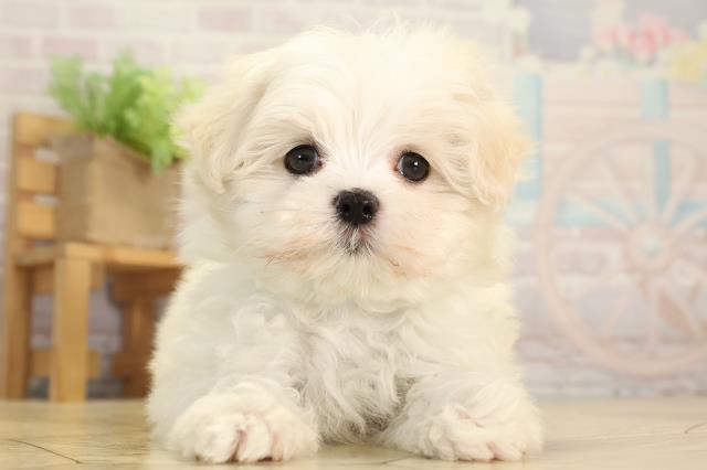 静岡県のマルチーズ (Coo&RIKU藤枝店/2025年12月23日生まれ/男の子/ホワイト)の子犬の1枚目の画像